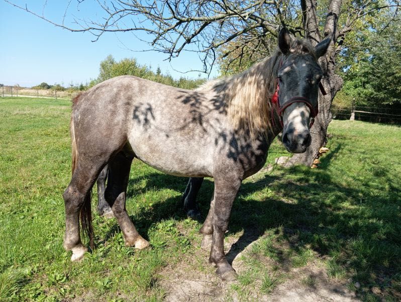 Sprzedam konia zimnokrwisty