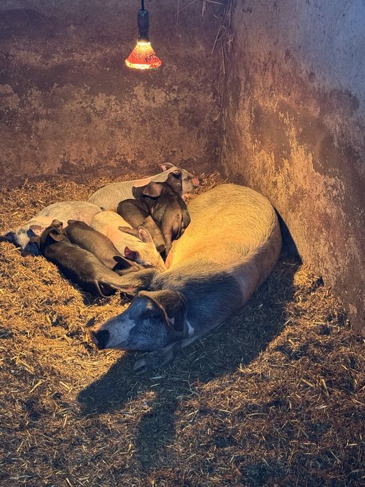 Vendo leitoes ate sabado 29-11