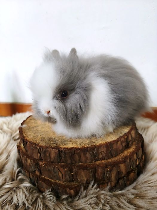 Króliczek miniaturowy baranek mini lop karzełek Teddy hodowla