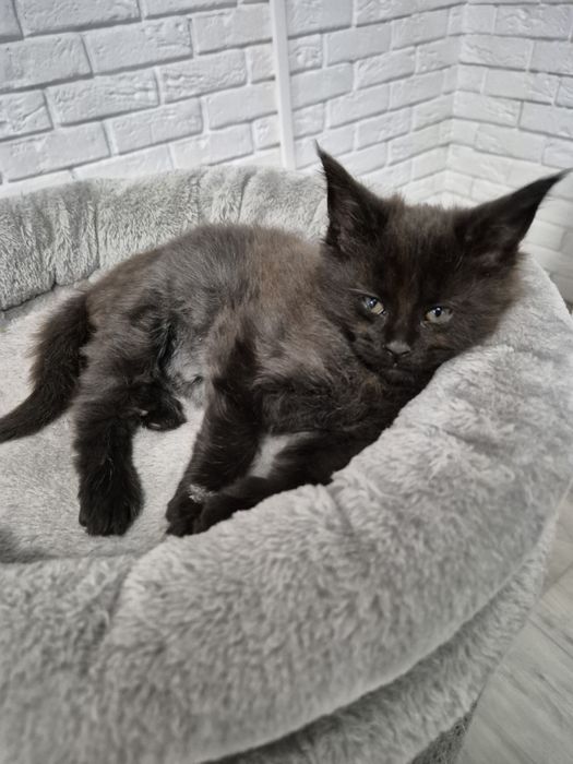 Kocurek czarny Maine coon