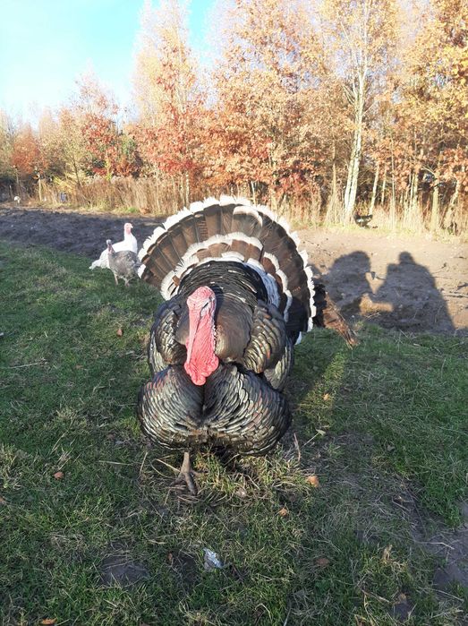 Tegoroczne indory indyczki