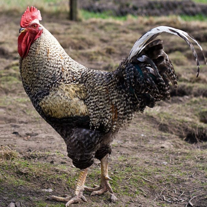 Młode koguty na sprzedaż