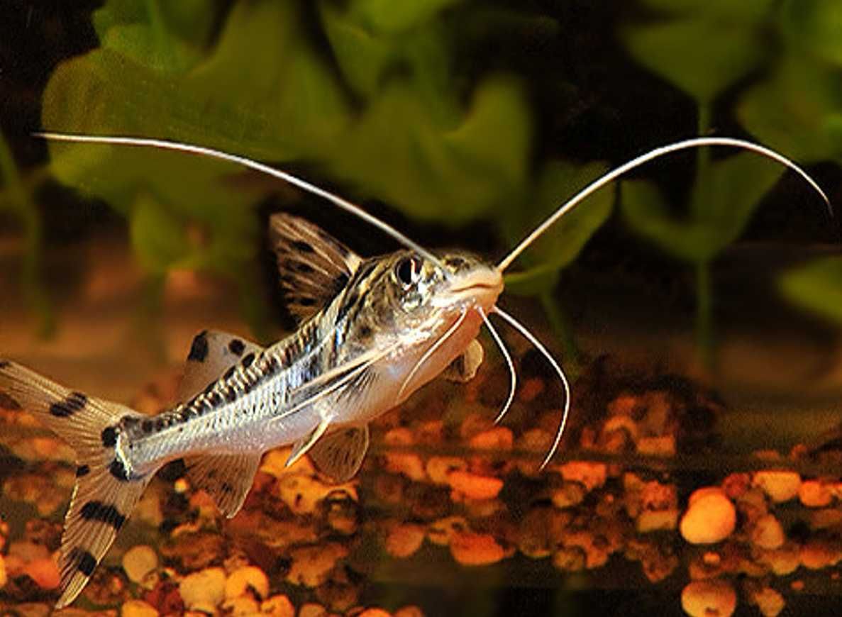 Mandi mały - Pimelodus pictus - Sumik - Sum - dowozimy, wysyłamy