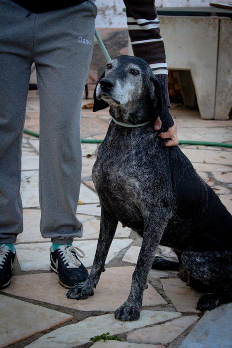 Lua sénior para adopção