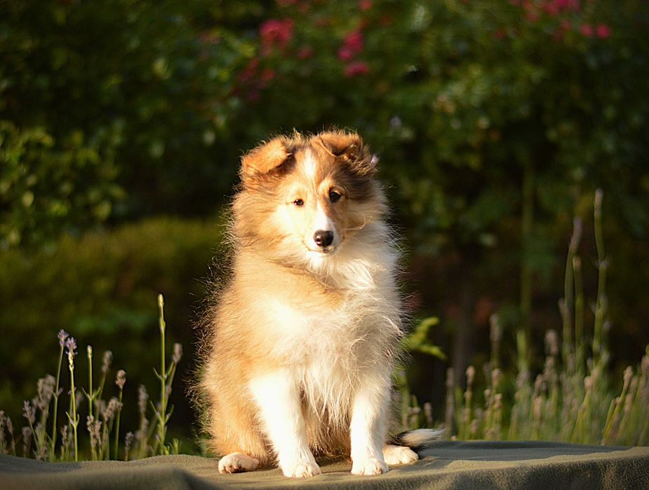 Owczarek szetlandzki, Sheltie, szczeniak, SUCZKA śniada FCI