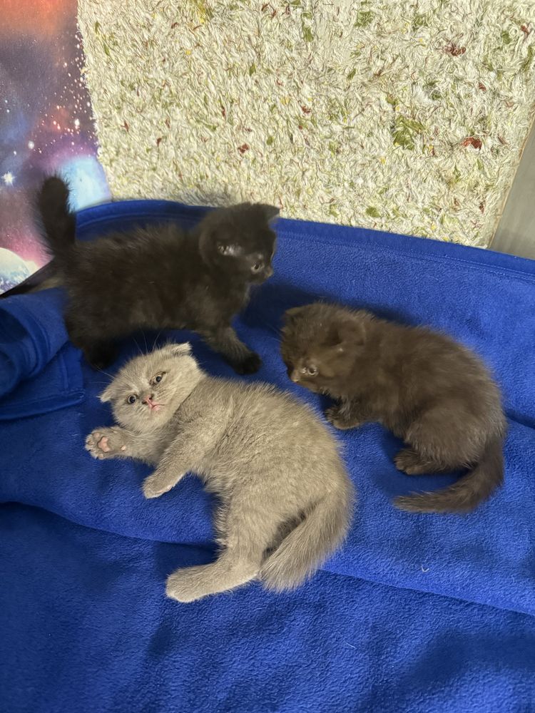 Продам котят, вислоухі 500