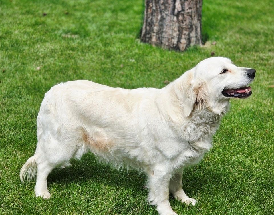 Szczeniak Golden Retriever