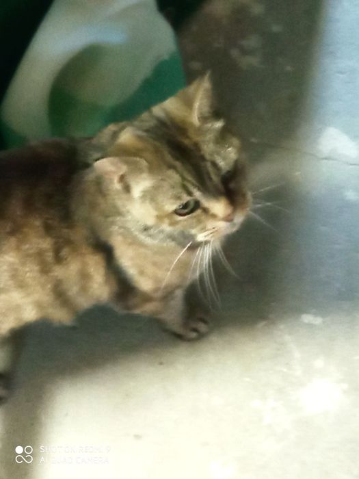 Dwie dorosłe kotki do adopcji