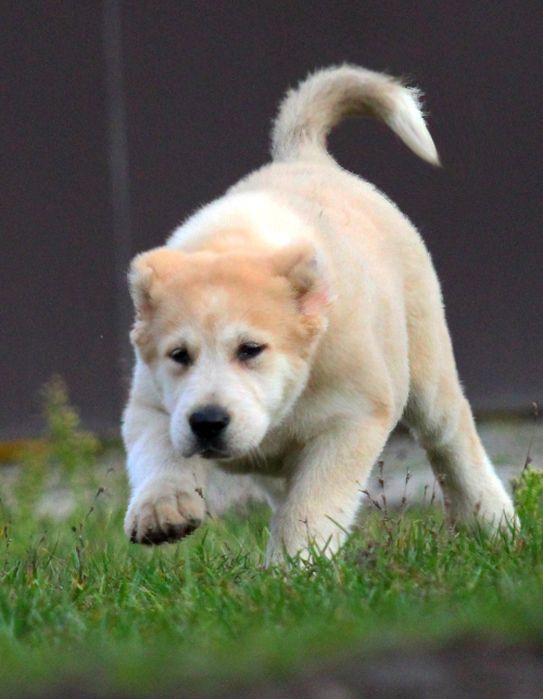 Дівчинка - вовкодав.  Таяна.