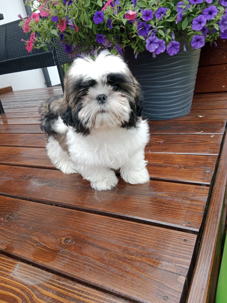 Śliczny piesek Shih Tzu