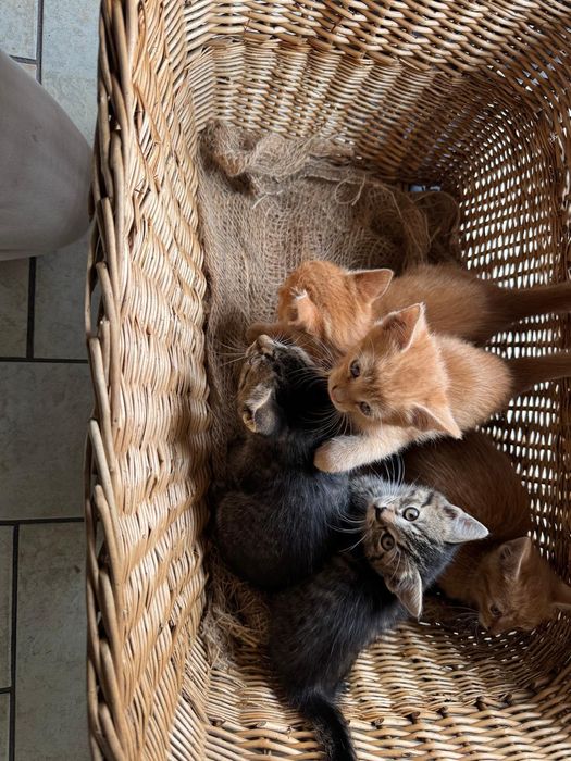 Oddam kocurka w dobre ręce