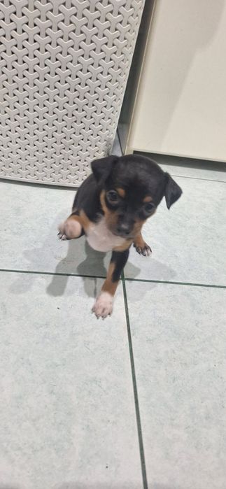 Pinczer miniaturowy, Ratlerek Szczeniak Suczka!