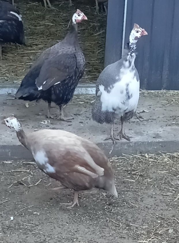 Jaja lęgowe perliczek widocznych na zdjęciu