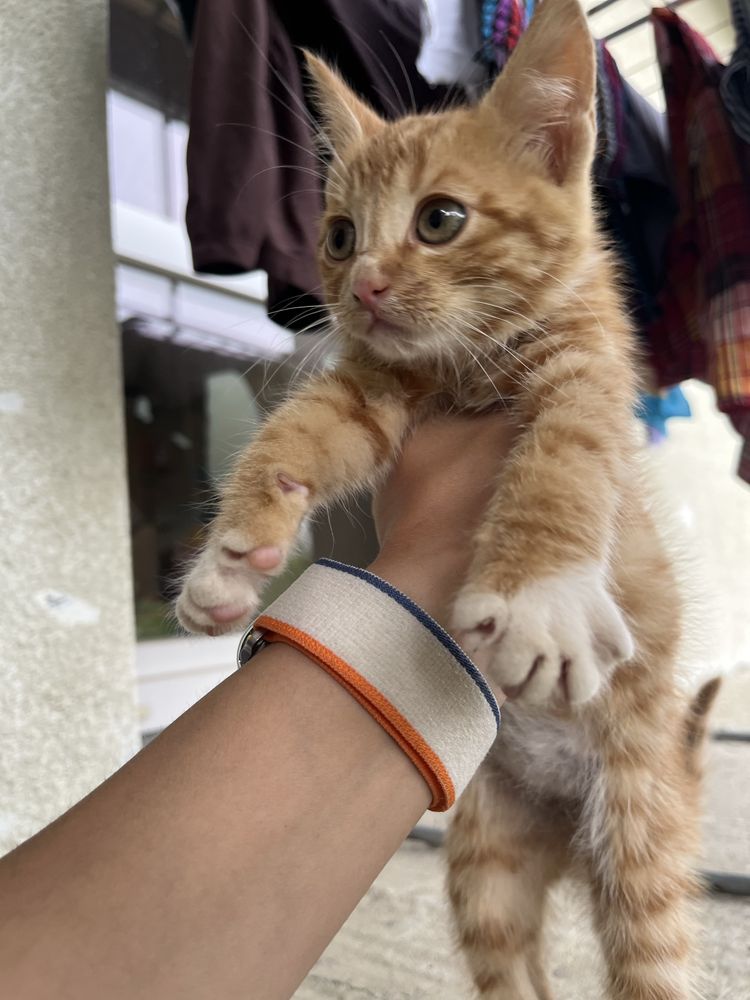 Безкоштовно! Рижий котик, котеня риже, рижик,