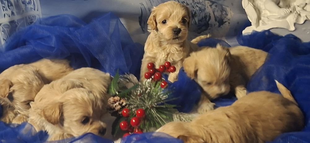 Pieski maltipoo z metryką do odbioru po 15 grudnia