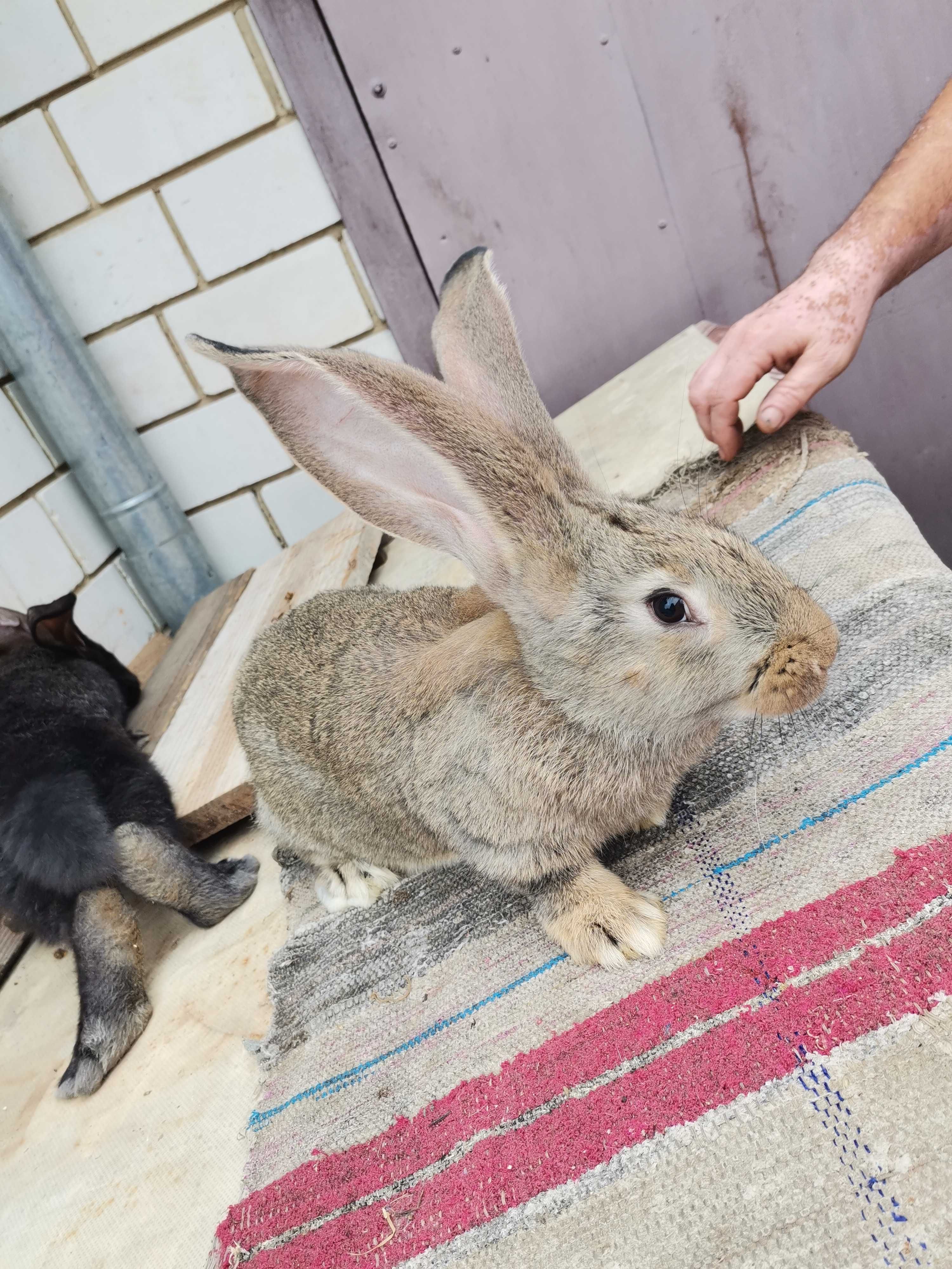 Кролі,кролики самці породи Бельгійський велетень( Фландер)