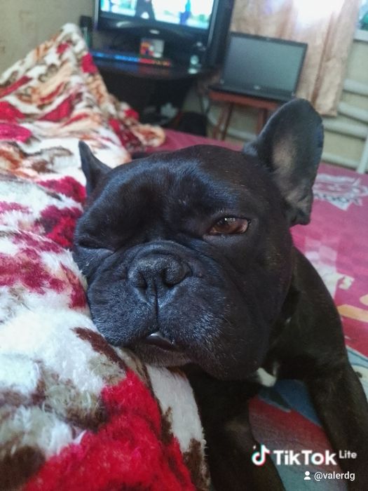 Красивый и Умный Мальчик ищет Девочку! Для  Случки!