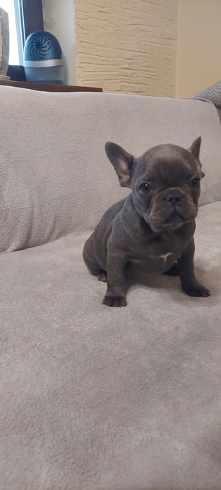 Buldog Francuski suczka maści blue-niebieskie  Elza