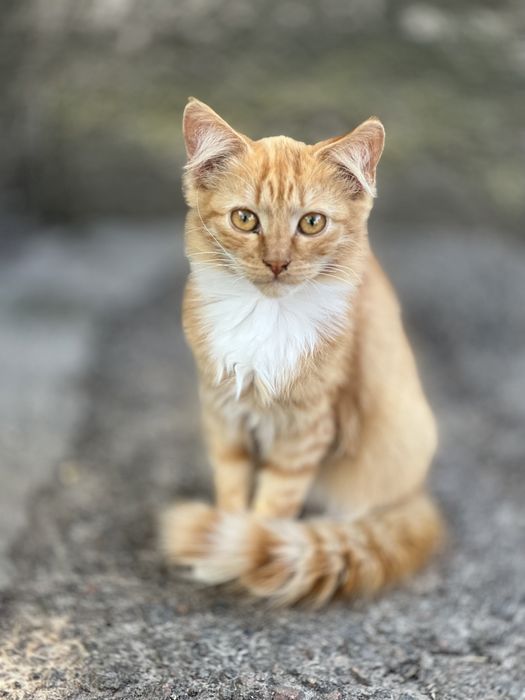 Котенята в добрі руки