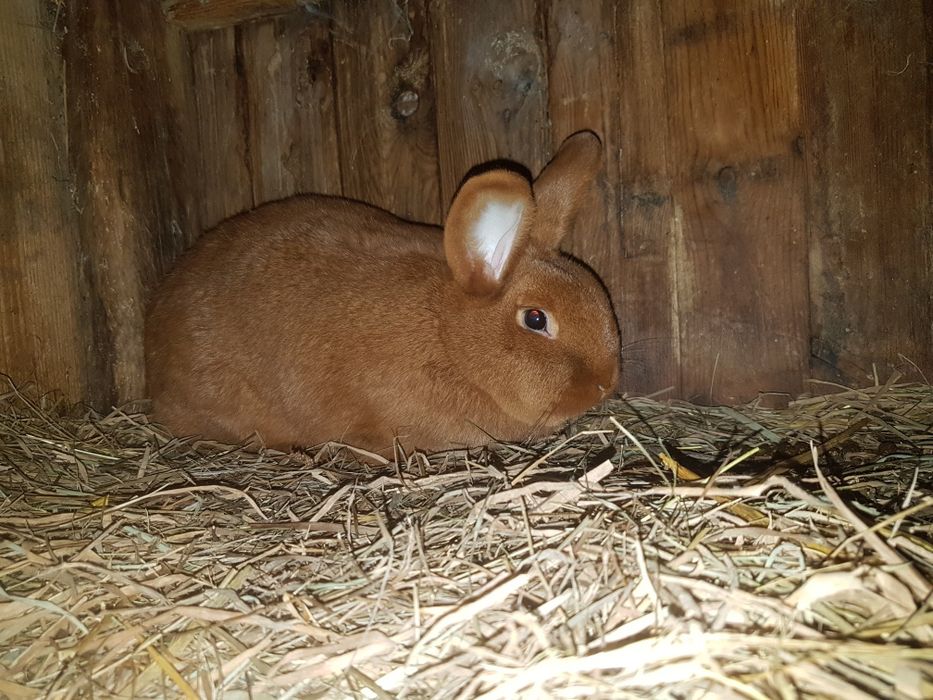 Nowozelandzki Czerwony Samiczki