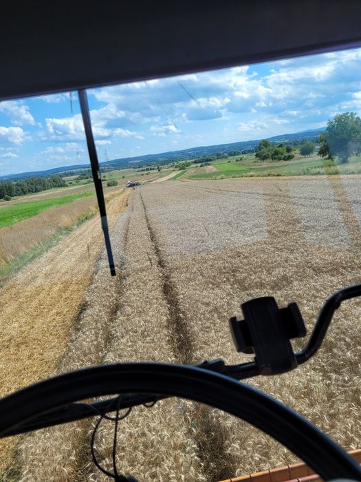 Pszenica ozima Wąsatka Sacramento