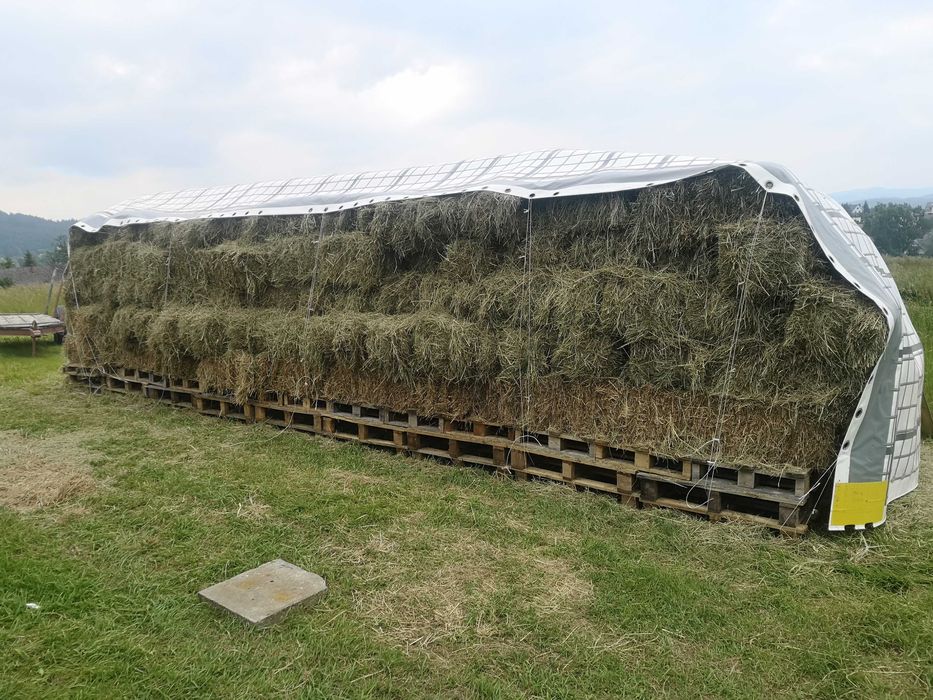 Siano w kostkach 2025