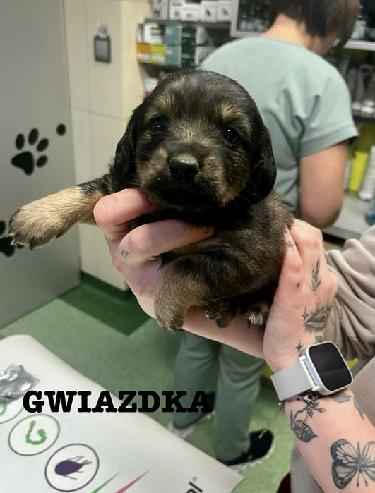 Mała szczeniaczka Gwiazdka do bardzo pilnej adopcji- błagamy