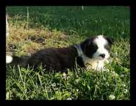 Border Collie Piesek Czarno biały BADANIA