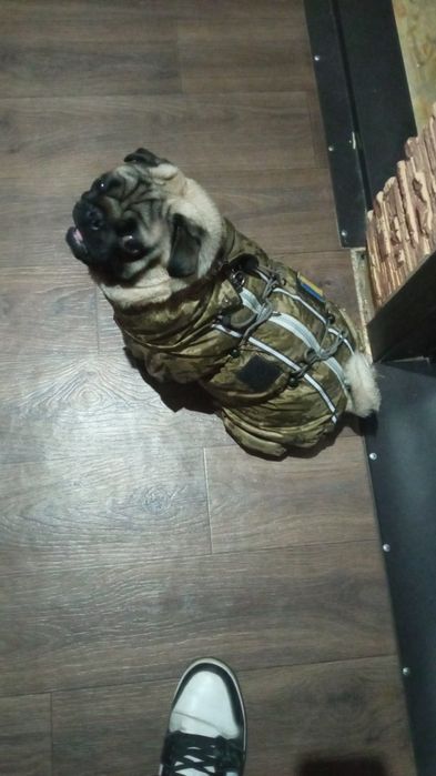 Продам зимовий комбінезон на молнії на Мопса "Піксель"