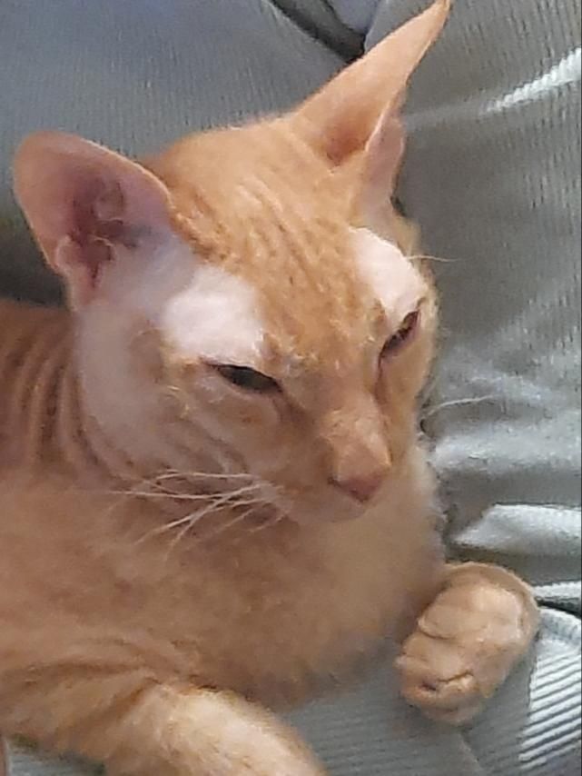 Шукаємо кота по кличкі Яша..