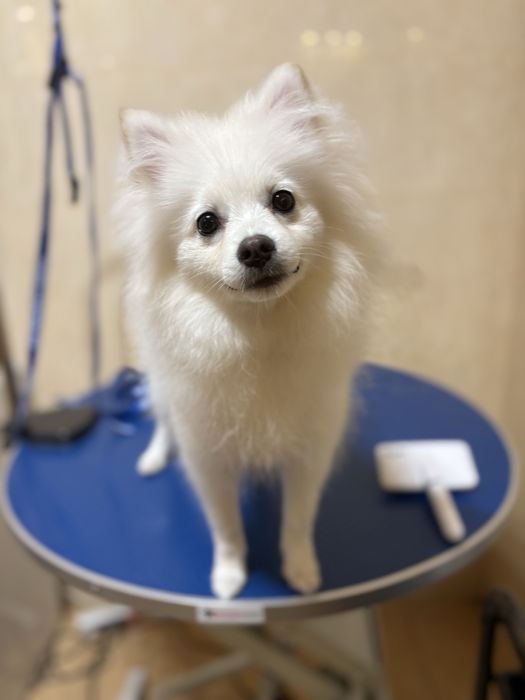 Groomer, strzyżenie i pielęgnacja psów, psi fryzjer Radom