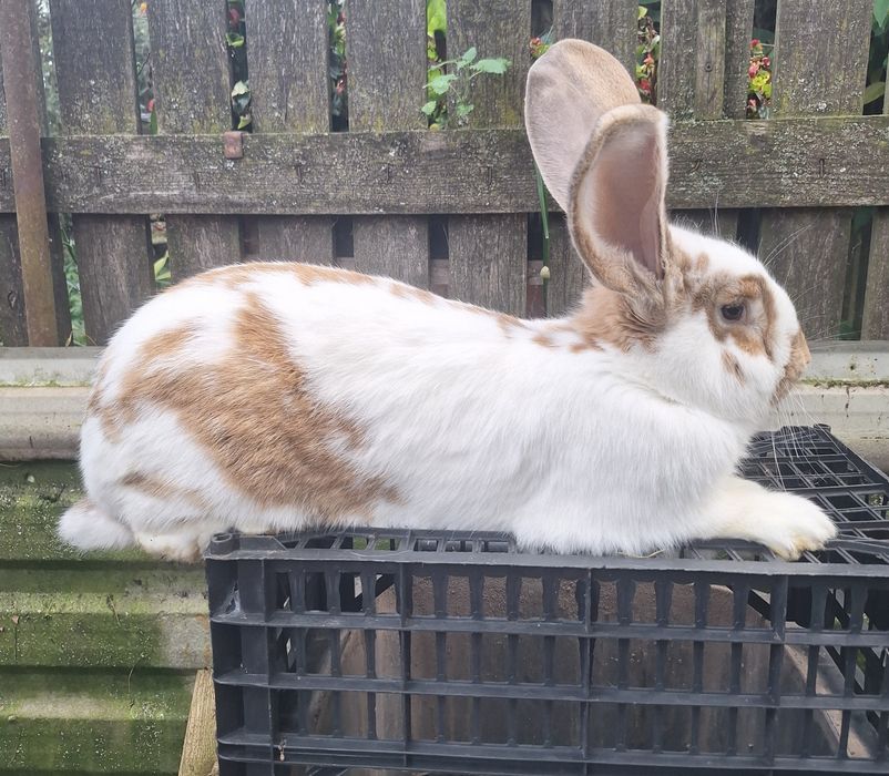 Młode samice z marca tego roku. Waga 5-6 kg.