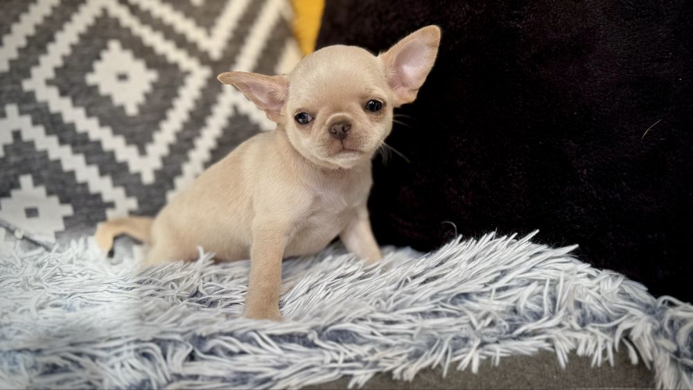 Chihuahua PIESEK kremowy MINI XXS *gotowy do odbioru