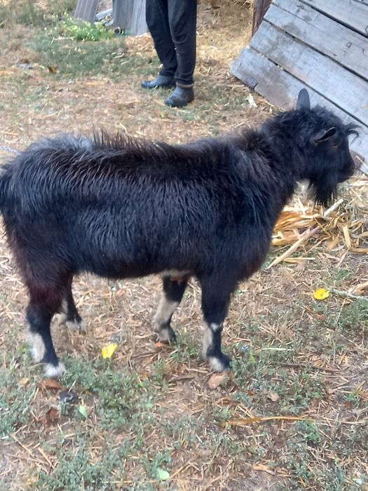 Продам двох цапиків