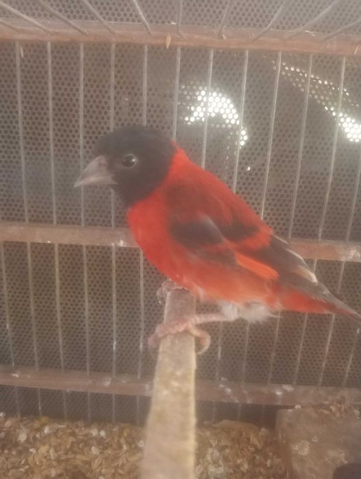 Vendo ou  cardinalito