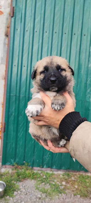 Продам цуценят поміст нім.вівчарки і алабая