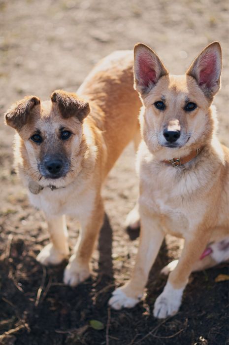 Песики в родину. Притулок