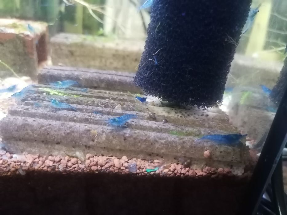 Camarões blue dream