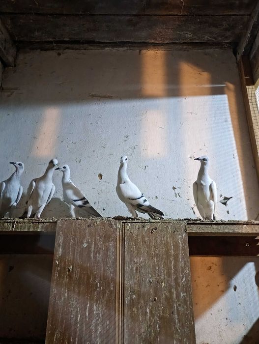 Sprzedam gołębie żałobniki/ jasne