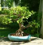 Портулакарія афра жовта (Portulacaria Afra)