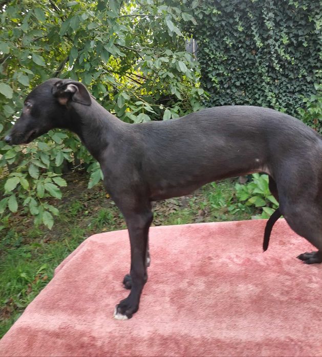 Chart Greyhound torowy suczka