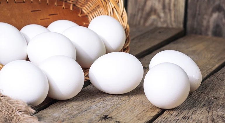 Ovos Leghorn Branca puros