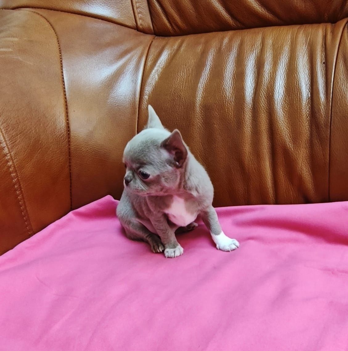 Chihuahua liliowy piesek xxs
