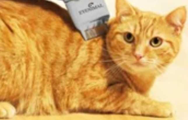 Pente eletrônico contra pulgas Eyenimal para cães e gatos