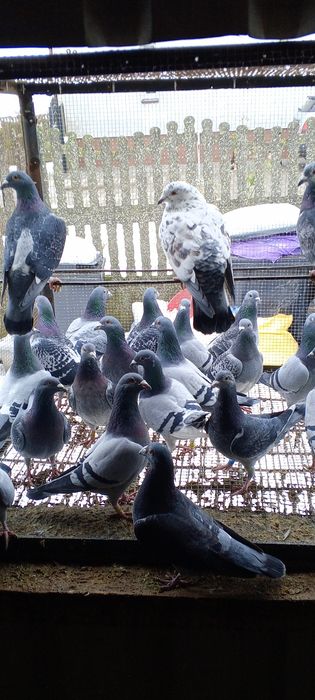 Likwidacja hodowli gołębi pocztowych