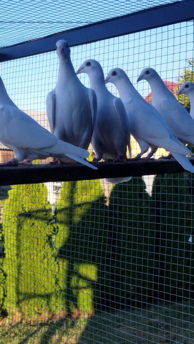 Gołębie Pocztowe Białe