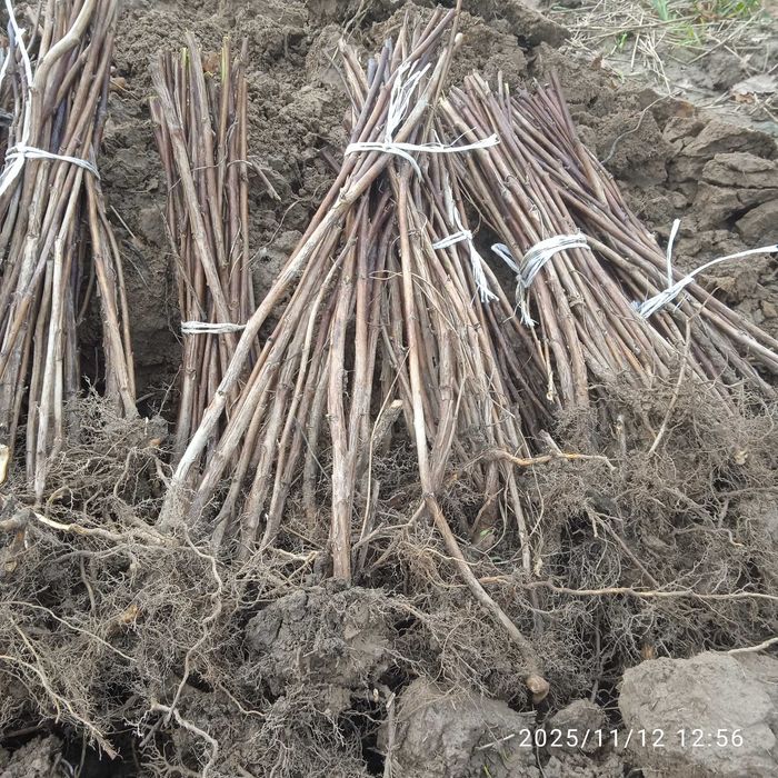 Malina wiosenna Glen i laszka