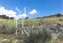 Terreno de Pinhal, Carvalhos e Oliveiras-  329