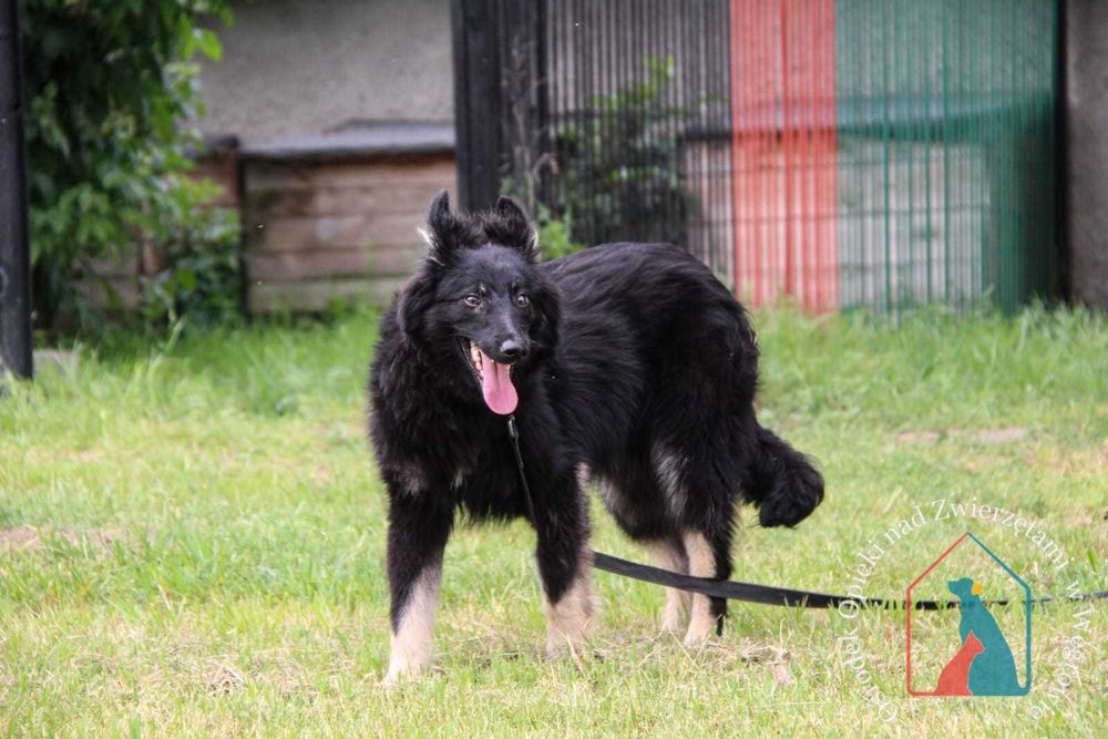 Młody piesek Noli szuka domu.Adoptuj!