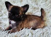 Chihuahua Długowłosa z  Hodowli pieski z kaszub odbiór od 13.07.25